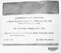 Parmeliopsis ambigua image